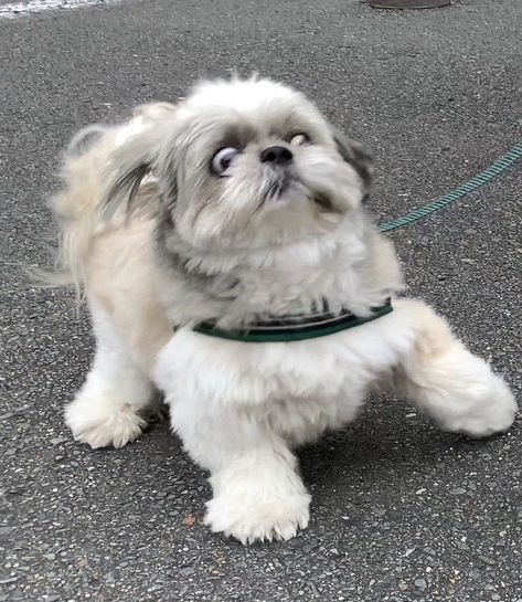 Shitzu Dogs, Perro Shih Tzu, Shitzu Puppies, Shih Tzu Funny, Shih Tzu Puppy, Shih Tzu Dog, Shih Tzus, Shih Tzu, Cute Puppies