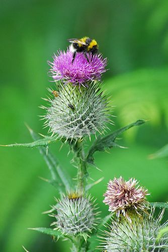 Thistle | The national flower of Scotland, this was swaying … | Flickr Juliette Tattoo, Scotland Aesthetic, Scotland National Flower, Learning Drawing, Scottish Flowers, Flower Of Scotland, National Emblem, National Flower, Thistle Flower