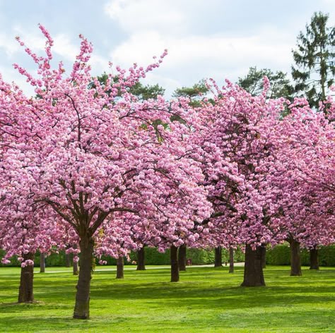 Cherry Trees In Landscape, Cherry Blossom Plant, Cherry Blossoms Tree, Cherry Blossom Garden, Japanese Cherry Blossom Tree, Cherry Plant, Pink Cherry Blossom Tree, Pink Blossom Tree, Japanese Cherry Tree