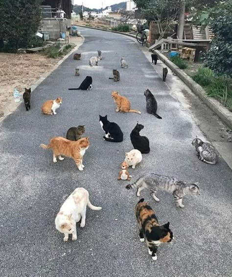 Cats On Street, Street Cats, Lots Of Cats, Cat Club, Cute Cat Gif, Cat Quotes, Cat Person, Funny Cat Videos, Silly Cats