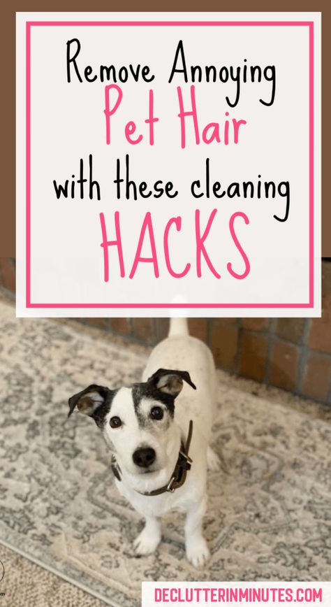 Pet Hair Cleaning Hacks, Spring Cleaning Ideas, Dog Hair Cleaning, Dog Hair Removal, Pet Hair Vacuum, Cleaning Checklists, Cleaning Pet Hair, Hair Cleaning, Room Cleaning