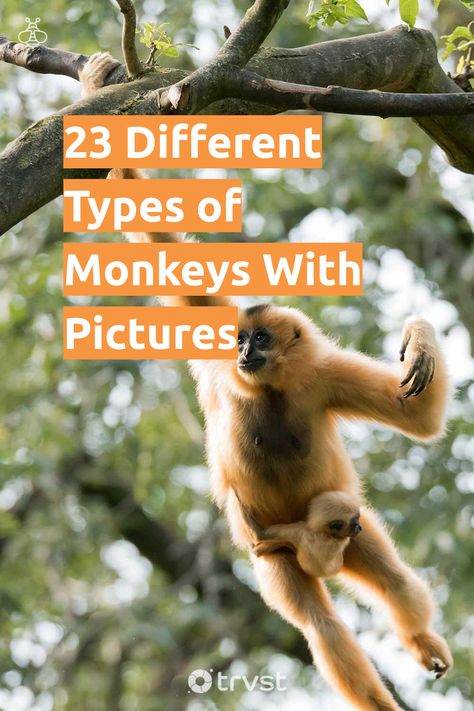 "23 Different Types of Monkeys With Pictures"- Monkeys are such relatable and intelligent creatures. Their closest resemblance to humans of all the world's animals makes them pretty interesting. The world has about 200 types of monkeys; they come in varying shapes, sizes, and colors. Some monkey breeds are the size of your palm. Here we feature... #trvst #inspiration #biodiversity #animals #monkey #monkeys #humans #wildlife #biology #nature #ecoconscious #animal #forscience Different Types Of Monkeys, Monkey Breeds, Woolly Monkey, Wildlife Biology, Monkey Types, Monkey Species, Pygmy Marmoset, Golden Lion Tamarin, Animals Monkey