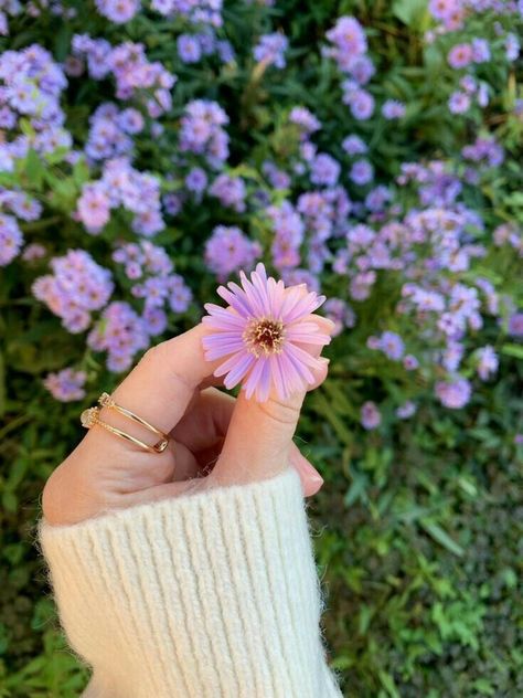 Purple, Flowers, Pink, Gold