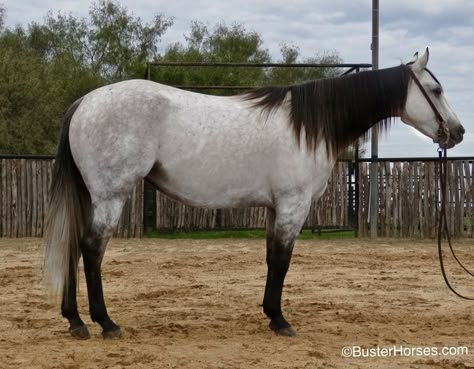 Check out this amazing DanClassic Pinky Gal - 2014' gray AQHA mare Quarter Horse for sale in Weatherford, Texas USA! Grey Quarter Horse, Quarter Horses For Sale, Unique Horses, Dapple Grey Horses, Horse Lead, Weatherford Texas, Horse For Sale, Horse Colors, Horse Costumes