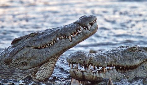 After it escaped the attack by the hippo, the crocodile dived under the water and retreated back to the other crocs - who stole his lunch Estuarine Crocodile, Crocodile Pictures, Crocodile Images, Dangerous Fish, Nile Crocodile, Saltwater Crocodile, Big Teeth, Wildlife Pictures, Dangerous Animals