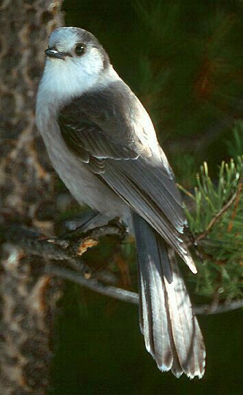 Jack Churchill, Canada Jay, Grey Jay, Gray Jay, Churchill Manitoba, Boreal Forest, Jackdaw, Jay Bird, Image Nature