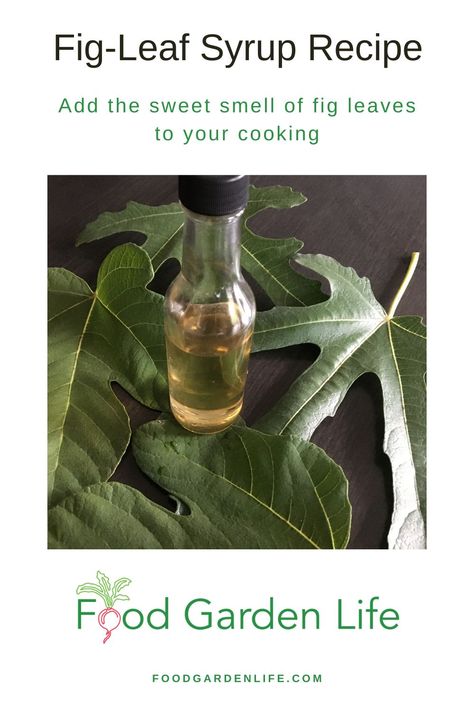 Fig Leaf Tincture, Fig Leaf Syrup, Fig Syrup, Food Preserving, Fig Leaf, Fig Recipes, Garden Vegetable, Garden Life, Edible Landscaping