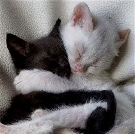 Incredible Photos That Show Their Whole Beauty #cat #kitten #kittens #photo Unlikely Animal Friends, Cat Cuddle, Cute Cats Photos, Cat Aesthetic, Cute Cats And Kittens, Silly Cats, Cute Creatures, Pretty Cats