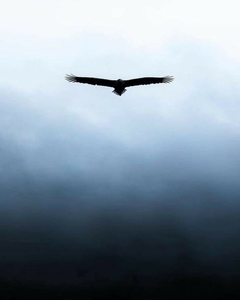 Falcon Flying, Flying Bird Silhouette, Eagle Silhouette, Meaningful Tattoo Quotes, Minimal Drawings, Mountain Landscape Painting, Eagle Tattoos, Werewolf Art, Background Images For Editing