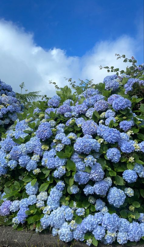 Hydrangea Background Wallpapers, Blue Hortensia, Hydrangea Picture, Blue Hydrangea Flowers, Peonies And Hydrangeas, Hydrangea Garden, Light Blue Aesthetic, Garden Whimsy, Nothing But Flowers