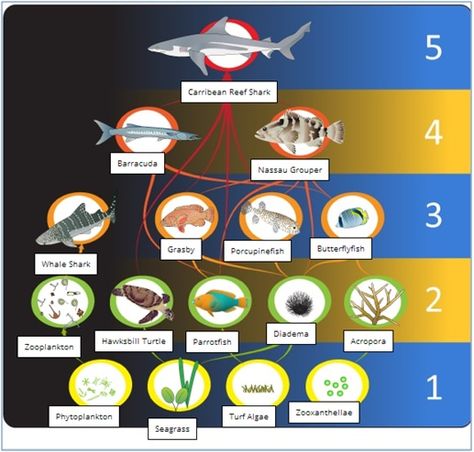 Coral reef food web. EdX Tropical Coastal Ecosystems Coral Reef Food Web, Food Webs Projects, Ocean Education, Science Food Chains, Coral Reef Ecosystem, Illusions Art, Kelp Forest, Food Chains, Study Flashcards