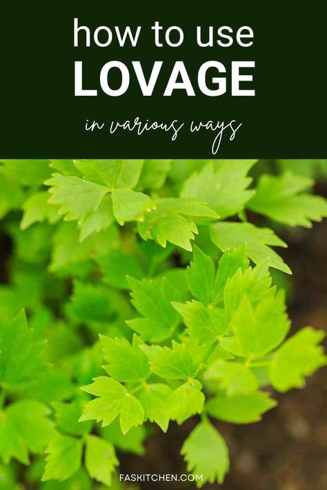 A Pinterest pin featuring lovage leaves and an informative text layout. Learn about lovage's nutrition, benefits, and kitchen uses, as well as tips on buying and storing. A must-read for herb enthusiasts! #LovageGuide #HerbLover #HealthyEating Lovage Uses, Lovage Benefits, Lovage Herb, Medicinal Uses For Onions, What To Do With Excess Chives, Wild Lettuce For Pain How To Use, Best Foraging Books, Medicinal Properties Of Garlic, Herbs Remedies