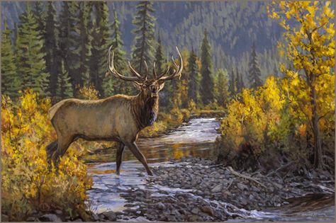 Rocky Mountain Elk oil painting oil painting by wildlife artist Bruce Miller Woodland Caribou, Moose Painting, Alaska Moose, Moose Pictures, Breathtaking Nature, Bull Elk, Deer Art, Wildlife Paintings, Whitetail Deer