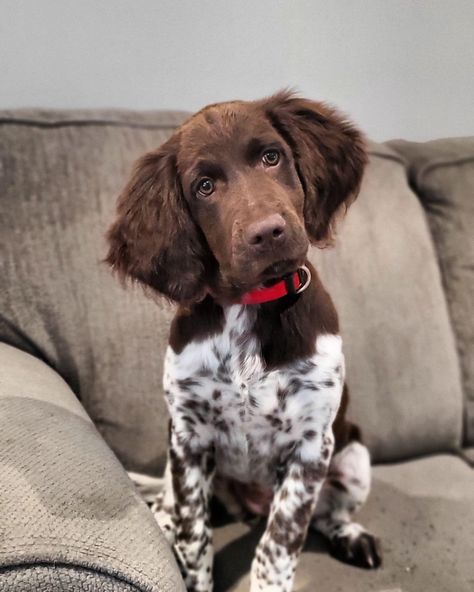 Munsterlander Dog, Small Munsterlander, Ranch Dogs, Cute Puppy Names, Cute Dog Wallpaper, Cute Dogs Images, Spotted Dog, Springer Spaniels, Dream Dog