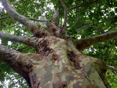 Heritage Tree: the Champion Mexican Sycamore at Trinity University ... Trinity University, Sycamore Trees, Misty Lake, Plane Tree, Landscaping Trees, Cooking Photos, Tree Identification, Big Trees, Sister Tattoo