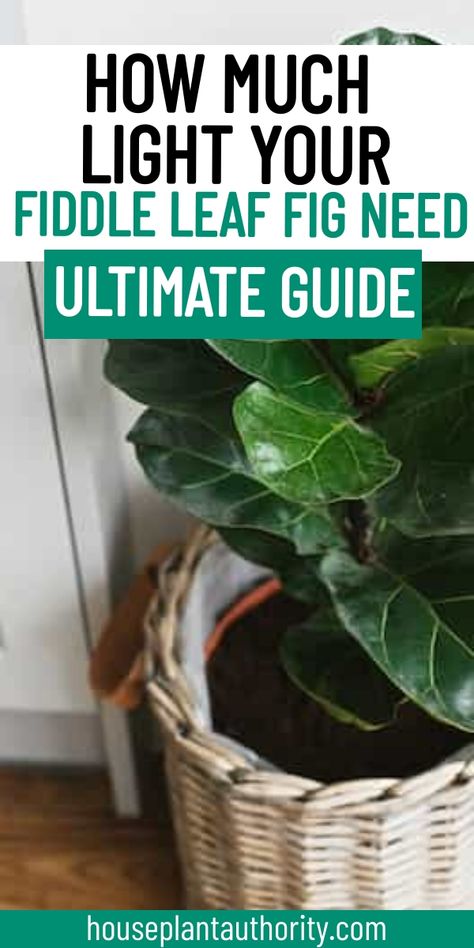 Finding the right light for your fiddle leaf fig can feel like a challenge, but it doesn’t have to be! Our indoor fiddle leaf fig guide covers essential fiddle leaf fig care tips that will help your plant thrive in any space. Whether you’re new to indoor plants for beginners or a seasoned plant parent, you’ll discover valuable insights on optimizing light for your indoor houseplants. Say goodbye to leggy growth and hello to a happier fiddle leaf fig! Fig Tree Indoor, Indoor Plants For Beginners, Fiddle Leaf Fig Care, Fiddle Fig Tree, Pothos Plant Care, Plants For Beginners, Best Grow Lights, Fig Plant, Fiddle Fig