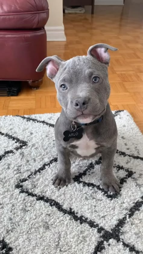 Pitbull Puppies in 2022 | Pitbull puppies, Really cute dogs, Bully breeds dogs Cute Pitbull Puppies, Pitbull Dog Breed, Bully Breeds Dogs, Really Cute Dogs, Pitbull Puppies, Cute Animals Images, French Bulldog Puppies, Cute Funny Dogs