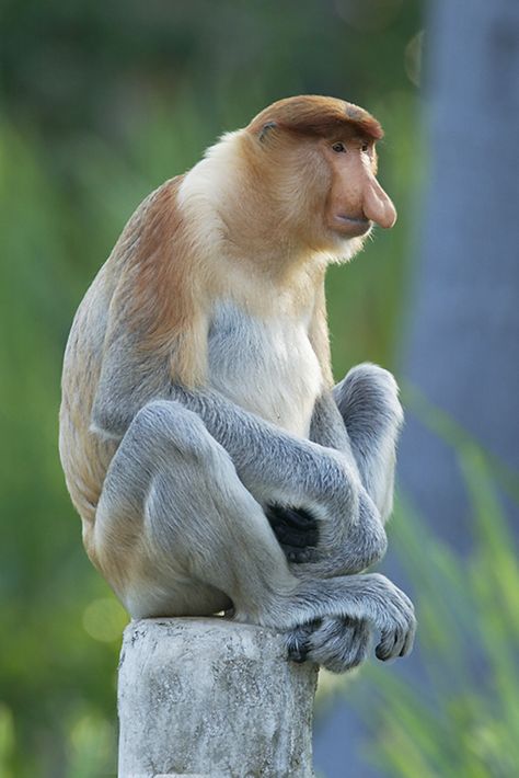 proboscis monkey (Nasalis larvatus) Jimmy Durante, Proboscis Monkey, Animal Photography Wildlife, Travel To, Monkey Art, A Monkey, Primates, Animals Of The World, Book Ideas