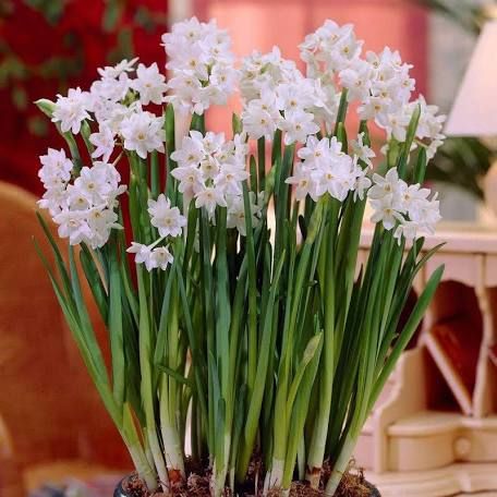 When To Plant Bulbs, Paperwhite Narcissus, Narcissus Bulbs, American Meadows, Early Spring Flowers, Bulb Vase, Amaryllis Bulbs, Fall Bulbs, Bulbs Indoor