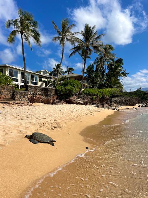 Oahu Hawaii beach days with turtles on the North Shore Hawaii Turtles, Hawaii North Shore, Pretty Sights, North Shore Hawaii, Richard Chamberlain, North Shore Oahu, Vacation Aesthetic, Hawaii Life, Hawaii Beach