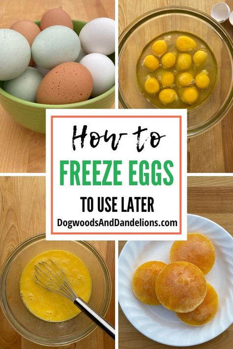 Chicken Eggs: As a backyard chicken keeper I'm often asked Can you freeze eggs? Yes you can! However there are a few steps you need to take to be sure your eggs freeze and thaw properly. #chickeneggs #chicken #hens #eggs #fresheggs #farmfresheggs Can Eggs Be Frozen, How To Freeze Eggs, Can You Freeze Eggs, Frozen Eggs, Freeze Eggs, Preserving Eggs, Easy Meringues, Egg Freezing, Storing Eggs