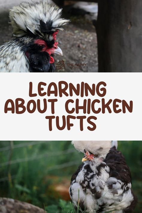 Chicken tufts are a beautiful genetic abnormality. Only Araucanas breed chickens or mixed breeds that are derived from them are known to produce tufts. Breed Chickens, Chicken Anatomy, Araucana Chickens, Training Chickens, Goat Health, Homesteading Animals, Raising Quail, Egg Laying Chickens, Goat Care