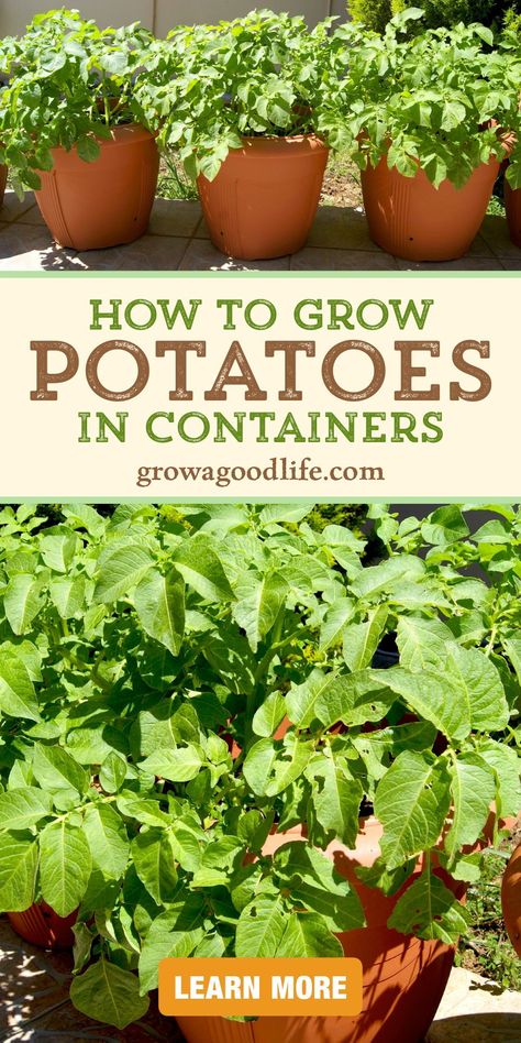 Growing Potatoes In Containers, Potatoes In Containers, Grow Potatoes In Container, Container Potatoes, Potato Gardening, Garden Notes, Grow Potatoes, Growing Vegetables In Pots, Diy Container Gardening