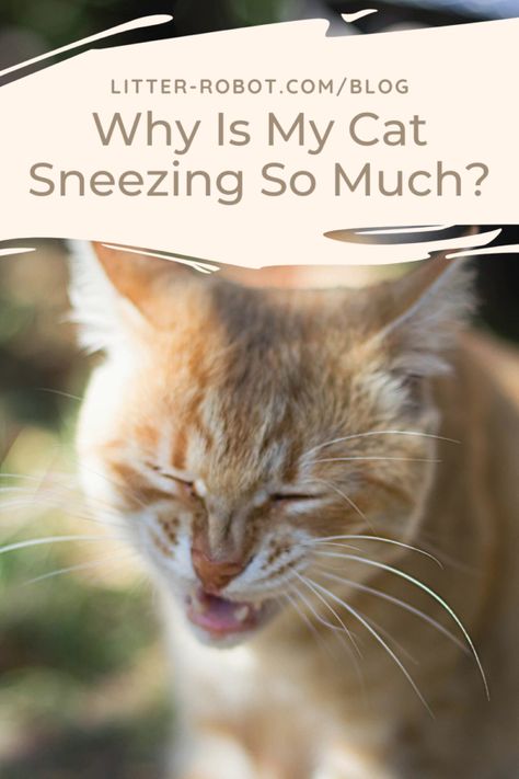 Cat Sneezing Remedies, Cats Sneezing, Sneezing Remedies, Respiratory Infection Remedies, Wheezing Remedies, Cat Liter, Stop Sneezing, Cat Remedies, Cat Sneezing