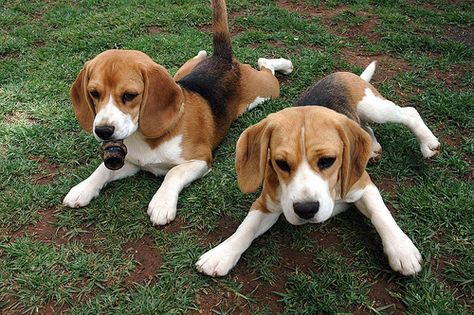 Yum, look what I've got Foxhound Puppy, English Foxhound, Pocket Beagle, American Foxhound, Cute Beagles, Cutest Animals, Beagle Puppy, The Fox And The Hound, Beagle Dog