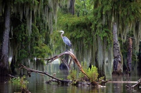 Southern Landscapes, Louisiana Photography, Blue Crane, Bayou Country, Beach Birds, Louisiana Swamp, Cypress Swamp, Swamp Tours, Louisiana Bayou