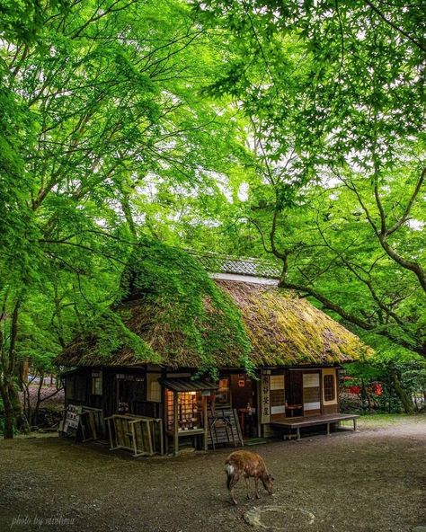 Nara Park, Wild Tree, Wild Deer, Thatched Roof, Ancient Tree, Visit Japan, Future Travel, Step Back, Word Of The Day