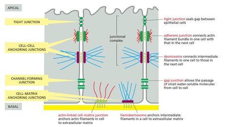 A summary of the various cell junctions found in a vertebrate epithelial cell, classified according to their primary functions👇 📎In the most apical portion of the cell, the relative positions of the junctions are the same in nearly all vertebrate epithelia. 📎The tight junction occupies the most apical position, followed by the adherens junction (adhesion belt) and then by a special parallel row of desmosomes; together these form a structure called a junctional complex. 📎Gap junctions and a... Cell Junctions, Cell Junction, Gap Junction, Tissue Engineering, Scientific Diagram, Cardiovascular System, The Cell, The Professional, Biology