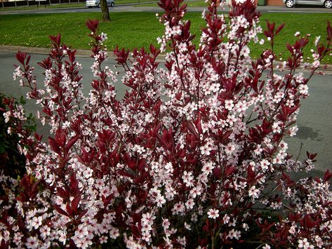 Prunus x cisterna ~ Cistena Plum ~ zone: 3 ~ size: Medium Shrub, 7-10' Tall and 6-8' Wide Purple Leaf Sand Cherry, Boxwood Landscaping, Pieris Japonica, Purple Foliage, Pink Spring Flowers, Hedging Plants, Gothic Garden, Dogwood Trees, Plum Tree