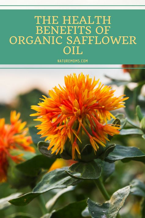 Safflower Oil Benefits, Herbalist Recipes, Low Porosity Hair Care, Improve Your Memory, Low Porosity Hair Products, Learning Support, Starting A Garden, Edible Oil, Skin Therapy