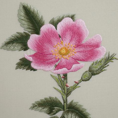 Pink Flower Embroidery, Dog Rose, Kim Chi, Floral Embroidery Patterns, Embroidery Hand, Embroidery Cross Stitch, Hand Embroidery Flowers, Brazilian Embroidery, Embroidery Flowers Pattern