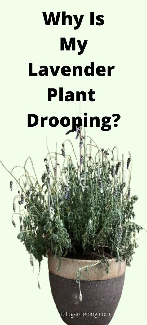 Why Is My Lavender Plant Drooping (Causes/Solutions) - Multigardening How To Care For Lavender Plants Outdoors, Lavender Plant Indoors, Indoor Lavender Plant, English Lavender Plant, Lavender Potted Plant, Lavender Plant Care, Lavender Care, Grow Lavender, Potted Lavender