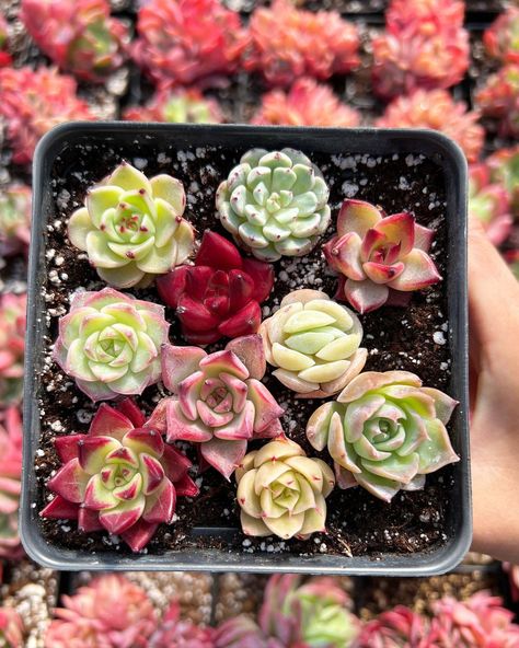 April Farm Rare Succulent on Instagram: “We just restocked… pups 🐶🤭🤭 • • • #succulent #succulove #succulents #succuplants #aprilfarm #aprilfarmraresucculent #succulentgarden…” Baby Succulents, Succulent Cuttings, Rare Succulents, Succulents Garden, Brussel Sprout, Cactus, Plants, 10 Things