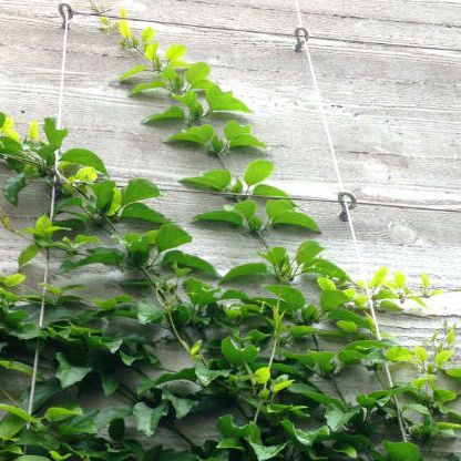 Plants On Walls, Wall Climbing Plants, Wire Fences, Vine Plants, Plant Training, Succulent Wall Art, Garden Growing, Concrete Walls, Garden Vines