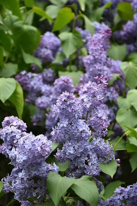 Lilac Syringa, Sky Blue Flowers, Common Lilac, Brampton Ontario, Syringa Vulgaris, Wedgewood Blue, French Lilac, Fragrant Garden, Sunflower Colors