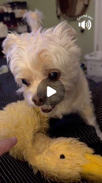 Simba Tsai on Instagram: "Tough boy alert! The duckie didn’t have a chance. 😂 

#simbathechipoo #poohuahua #chipoo #chihuahuapoodle #dogsofinstagram" Chipoo Dogs, Dog Stuff, Chihuahua, Dogs, On Instagram, Instagram