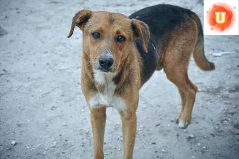 Every year, about 6.5 million dogs and cats enter U.S. shelters--1.5 million of those are euthanized. Traditional animal shelters will euthanize animals Dead Dog, Stop Animal Cruelty, Beloved Dog, Animal Welfare, Animal Rights, Stray Dog, Animal Shelter, Dog Training, Dog Lovers