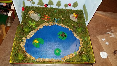 My 4 year old's Shoe box Frog Habitat Diorama Frog Diorama, Shoe Box Diorama, Habitat Diorama, Frog Habitat, Bull Frog, American Bull, Eco System, Frog Crafts, Animal Habitats