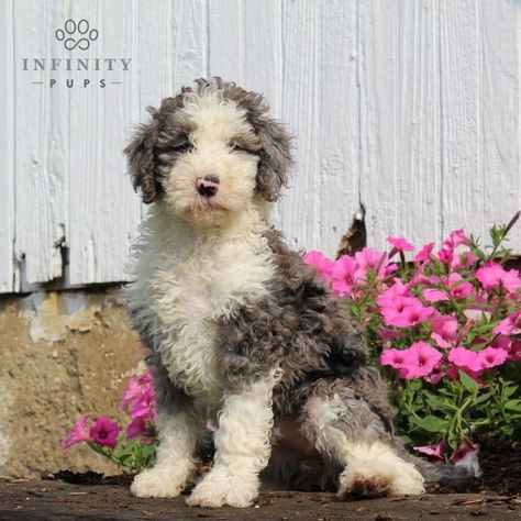 Sheepadoodle Puppy, Puppy Finder, Group Of Dogs, Lancaster Puppies, Types Of Coats, English Sheepdog, Companion Dog, Doodle Dog, Old English Sheepdog