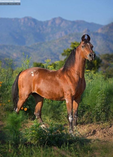 Kathiawari Horse, Horse Species, Aesthetic Horses, Divine Creatures, Kathiyawadi Horse, Rare Horse Breeds, Marwari Horses, Rare Horses, Gorgeous Horses