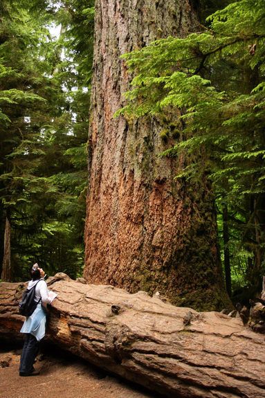 There are some pretty big trees in Cathedral Grove on Vancouver Island! "Cathedral Grove | British Columbia | Our Big Tree Heritage" #explorebc Big Trees, Victoria Island, Rockaway Beach, O Canada, Western Canada, Big Tree, Travel Time, British Columbia Canada, Vancouver Canada