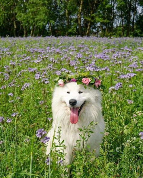 Dog With Flower Crown, Spitz Dogs, Dog Flower, Husky Dogs, Photo Location, Flower Field, Say Hi, Flower Crown, Husky