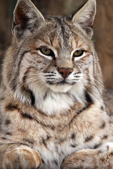 Bobcat (Lynx rufus) North America Types Of Wild Cats, Small Wild Cats, Regnul Animal, Exotic Cats, Majestic Animals, Large Cats, Wildlife Animals, Lynx, Pretty Cats