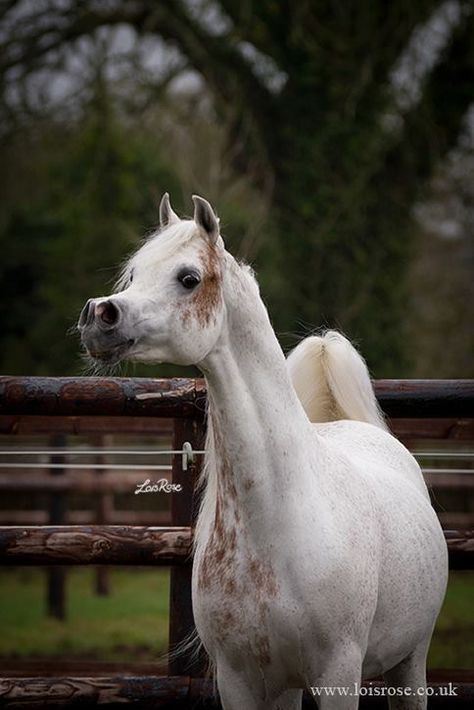 Arab Horse, Horse Markings, Horses Arabian, Arabian Stallions, Horse Inspiration, Beautiful Arabian Horses, Horse Coats, Horse Colors, Most Beautiful Horses