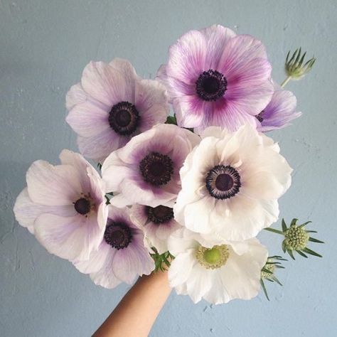 Flower Friday: Anemone Pastel Decor, Smell The Roses, Bohol, I Love Flowers, Flower Inspiration, Deco Floral, Floral Inspiration, Favorite Flowers, Flora Fauna