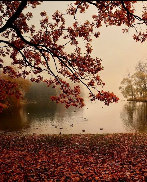 Autumn Rain, Autumn Magic, Autumn Scenery, Autumn Beauty, Fall Pictures, Autumn Landscape, We Fall In Love, Autumn Cozy, Autumn Aesthetic